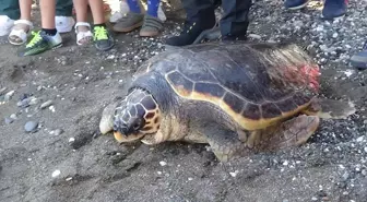 Mersin'de Tedavi Gören Deniz Kaplumbağası Denize Bırakıldı