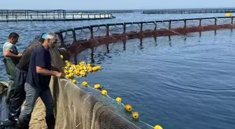 Samsun'da Türk Somonu Hasadı Başladı
