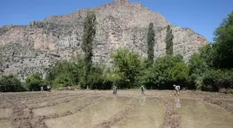 Hakkari'de çiftçiler çeltik ekimine devam ediyor