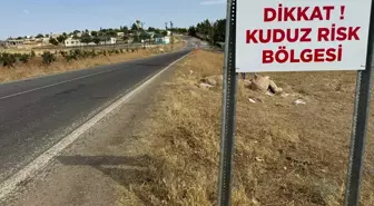 Şanlıurfa'da Kuduz Vakaları Nedeniyle Karantina Uygulaması Başlatıldı