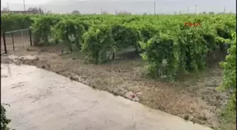 Alaşehir'de Yağmur ve Dolu Üzüm Bağlarına Zarar Verdi