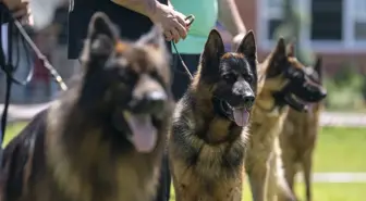 Alman Çoban Köpeği Irk Standartları Yarışması Düzenlendi