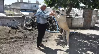 Şahinbey Belediyesi'nden çoban köpeklerine anti parazit ilaçlaması