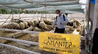 Gaziantep Büyükşehir Belediyesi Kurban Satış Noktalarında Haşare İlaçlaması Yapıyor