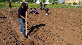 Muş'ta Öğretmen ve Öğrenciler Tarım Projesiyle Kendi Sebzelerini Yetiştiriyor