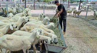 Talas Belediyesi Kurban Satış ve Kesim Alanı Vatandaşlar Tarafından Tercih Ediliyor