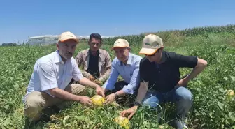 TARSİM Heyeti Adana'da Güneş Yanıklığını İnceledi