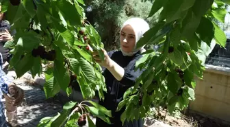 Yeşilyurt'ta Coğrafi İşaretli Kiraz Hasadı Başladı