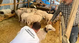 Canik Belediyesi Kurbanlık Pazarında Kontrol ve Denetimlerini Sürdürüyor