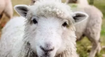 Kurban Bayramın hangi günlere denk geliyor? Kurban Bayramının 1,2,3 günü ne zaman, hangi gün?