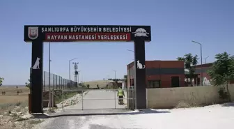 Şanlıurfa'da kuduz vakası nedeniyle sahipsiz köpekler aşılanıyor