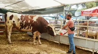 Ayvalık'ta 1 Tonluk Kurbanlık Dana Satışa Sunuldu