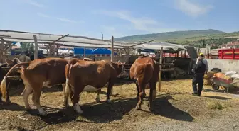 Çorum Bayat'ta Kurban Bayramı öncesi hayvan pazarında hareketlilik başladı