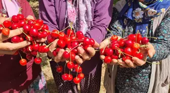 Demirci Kirazı Hasat Dönemi Başladı