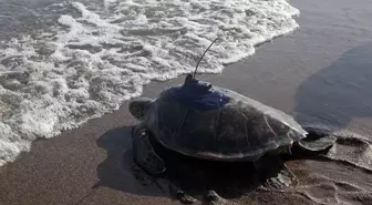 Mersin'de Uydu Takip Cihazı Takılan Kaplumbağalar Denizde Yolculuğa Çıktı