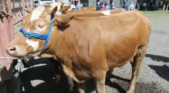 Ardahan, Kars ve Ağrı'da Kurbanlık Pazarlarında Yoğunluk