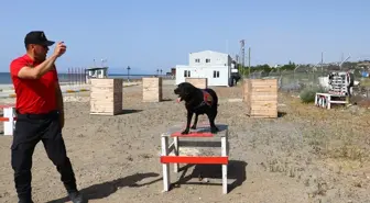 Dedektör Köpekler Uyuşturucu Tacirlerine Geçit Vermiyor