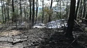 Çanakkale'deki Orman Yangını Kontrol Altına Alındı