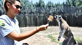 Kahire'de Müslüman Kardeşler Üyesi Gazetecinin Tutuklanması Protesto Edildi