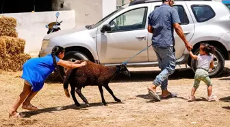 Tunus'ta Kurbanlık Fiyatları Yükseldi