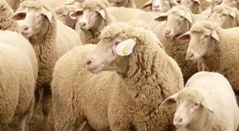 Bayramın ilk günü kaç kişi yaralandı? Kurban keserken yaralanan oldu mu?