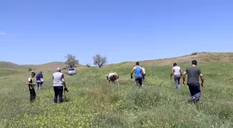 Erzurum'da kaçan kurbanlıklar yakalandı