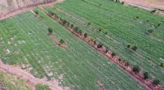 Iğdır'da bin dekar alanda üretilen 10 bin ton karpuz, çevre illere pazarlanıyor