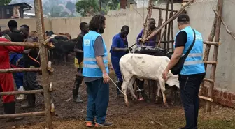 İnsan Uluslararası Yardım Derneği, Uganda'da 5 Bin Kişiye Kurban Etini Ulaştırdı