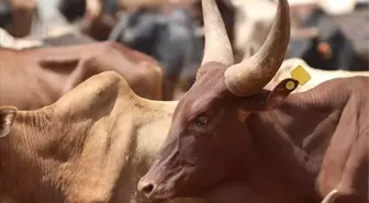 Uganda'da kurban etleri ihtiyaç sahiplerine ulaştırılıyor