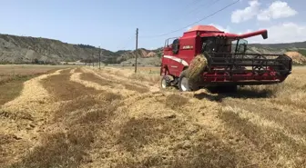 Çorum'un Dodurga ilçesinde çiftçiler arpa hasadına başladı