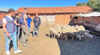 Balıkesir'de Ağıldan 16 Küçükbaş Hayvan Çalındı