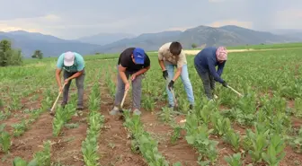 Denizli'de Tütün Üreticileri Bayram Tatilinde Çapa Yapıyor