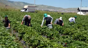 Muş'ta Üreticiler Çilek Hasadına Başladı