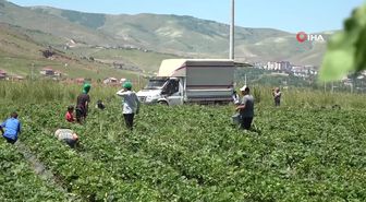 Seka-taşucu ve Mazıdağı Fosfat'ın Özelleştirilmesi