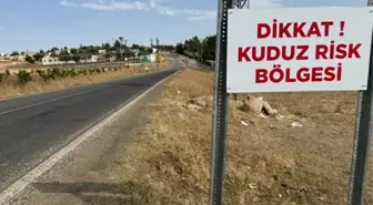 Niğde'de 1 kişiyi hastanelik eden başıboş köpek öldü, mahalle karantinaya alındı