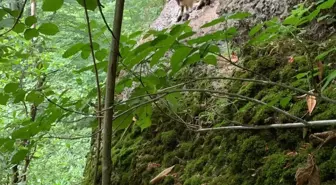 Rize'de kaçan keçi 3 gün sonra bulundu