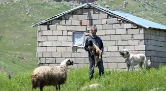 Vanlı Besici, Van Gölü'ne Hakim Yaylada Ailesini Geçindiriyor