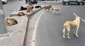 İstanbul'da sokak köpeğinin ısırdığı adam hastanede ikinci şoku yaşadı: Aynı mahalleden 40 kişi geldi