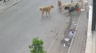 Çorum'da Kutlu Doğum Haftası Etkinlikleri