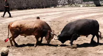 Ayder Yaylası'nda Boğa Güreşleri Düzenlendi