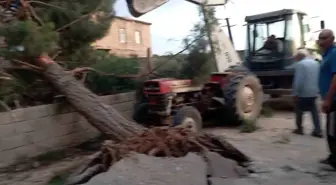 Gaziantep'te Fırtına: Antep Fıstığı Ağaçlarına Zarar Verdi