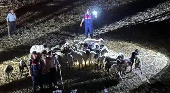 Adıyaman İl Jandarma Komutanlığı Kaybolan Küçükbaş Hayvanları Buldu