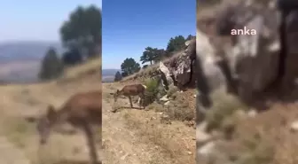 Salda Gölü'nde Nesli Tehlike Altındaki Kızıl Geyikler Görüntülendi