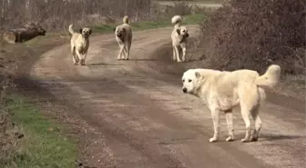 Zafer Partili başkan yardımcısı, çocuklara beddua etti: Keşke köpekler şunlara dalıp parçalasa