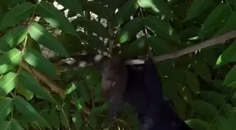 Kırklareli'nde İtfaiye Ekipleri Ebabil Kuşunu Kurtardı