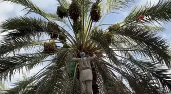 Hurma Bahçeleri Hacılarla Şenlendi