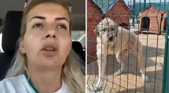 'Kuduz köpekler Ankara'ya taşındı' iddiası sonrası tutuklanan Buket Özgünlü hakkında karar çıktı