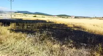 Sinop'ta buğday tarlasında çıkan yangın kontrol altına alındı