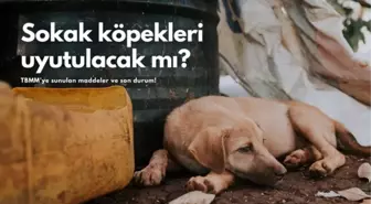 Sokak hayvanları yasası nedir? Sokak köpekleri uyutulacak mı? 2024 TBMM'de sokak hayvanları kanun teklifinde son durum!