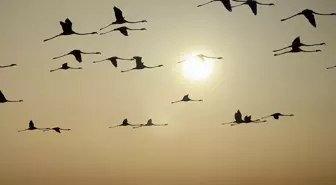 Tuz Gölü'nde Yavrular Kanat Çırpmaya Hazırlanıyor